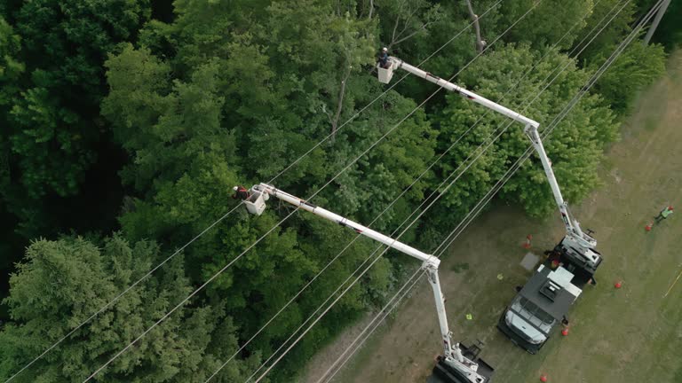 Best Storm Damage Tree Cleanup  in Scottsbluff, NE